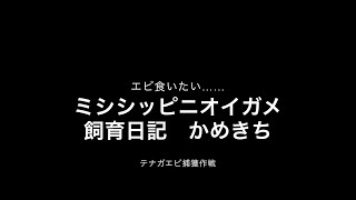 ミシシッピニオイガメ　かめきち飼育日記　えび食いたい