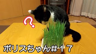 初めて食べる草をあげるとこうなります。ポリスちゃん#17 【猫】 【里親】