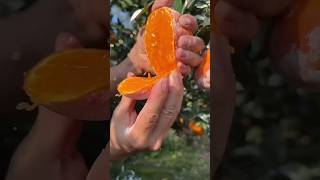 Fresh oranges are very juicy - For fruit lovers#fruit