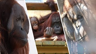 春のポピーとハッピー（Spring Poppy and Happy）　平川動物公園、宮崎市フェニックス自然動物園　オランウータン　202303