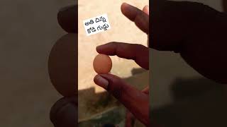 అతి చిన్న కోడి గుడ్లు | world smallest eggs