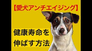 【愛犬アンチエイジング】健康寿命を伸ばす方法＃１