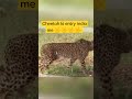 cheetah come from nigeria india cheetah