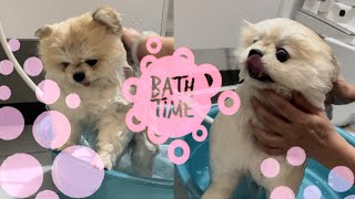 幫狗洗澡沒有很難！Micky是天使博美 #pomeranian #ポメラニアン #포메라니안 #博美犬 #shower