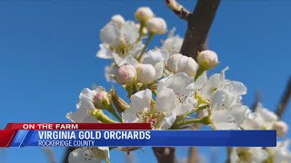 On the Farm: Early Fruit Tree Blossoms