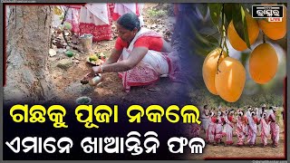 ଓଡିଶାରେ ରହିଛି ଏମିିତ ଏକ ସ୍ଥାନ, ଯେଉଁ ଗଛକୁ ପୂଜା ନକଲେ ଖାଆନ୍ତିନି ଫଳ, ଦେଖିଲେ ହୋଇଯିବେ ଆଶ୍ଚର୍ଯ୍ୟ