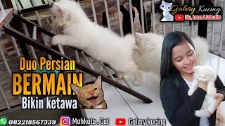 Kucing Lucu Persian White solid _ Galery kucing