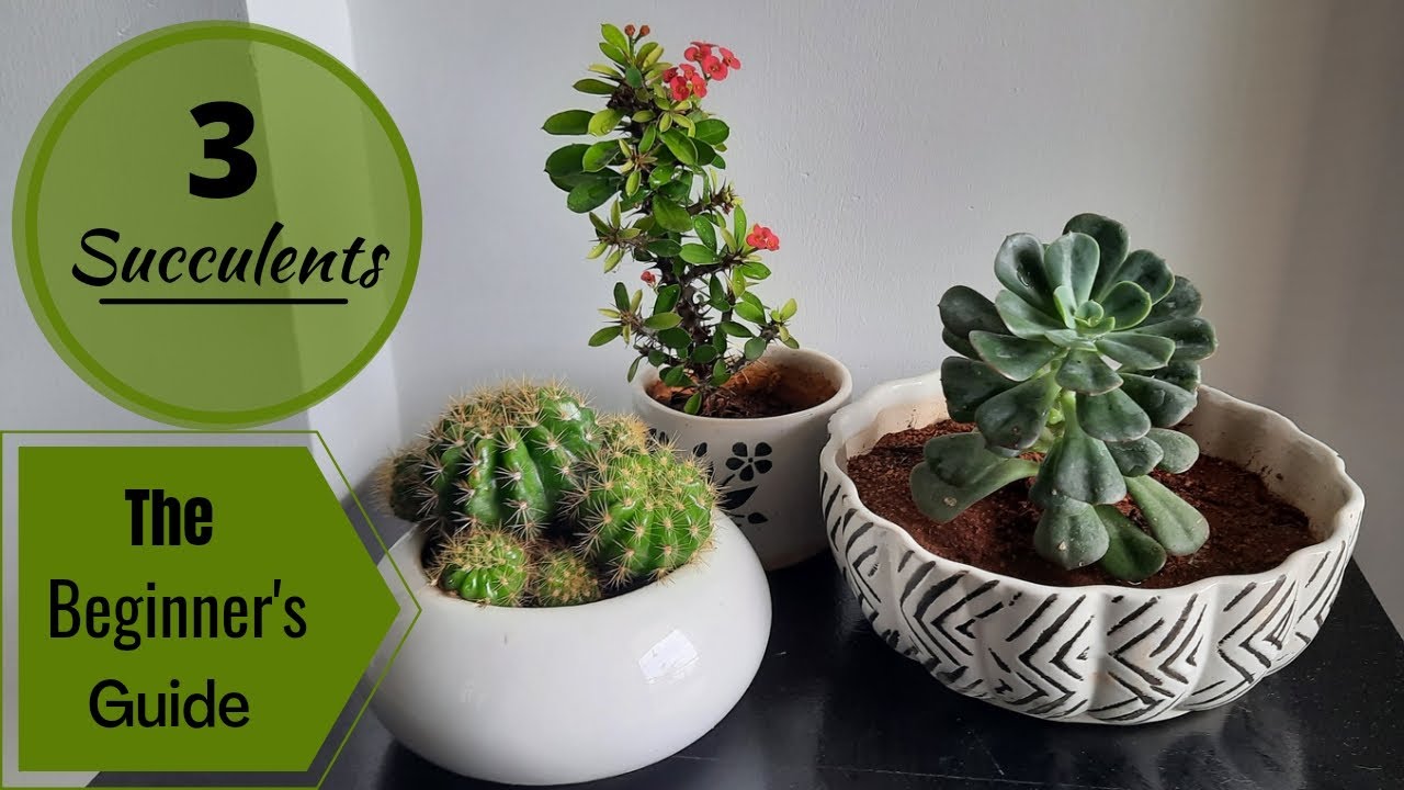 3 Easy To Grow Succulents | The Beginner's Guide - YouTube