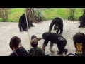 caught on camera chimp family dynamics