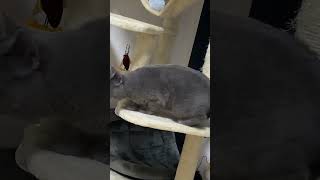 めっちゃ威嚇する猫。#クラッキング #ブリティッシュショートヘア #猫