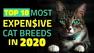 Top 10 Most Expensive Cats in 2020 [ Expensive Felines Around the World ] | The Top 10 Picks
