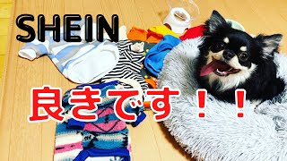 SHEIN購入品！ぼく犬服似合いますか〜？ブラックタンチワワの麦#チワワ #犬 #shein