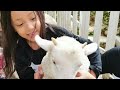 Cameron Highlands part 1, The Sheep Sanctuary, Holiday birthdays Zara Alisha Family