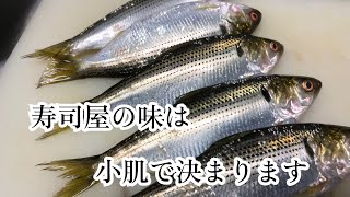 [寿司屋の仕事]江戸前寿司になくてはならない魚　小肌の寿司が出来るまで