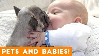 Most Adorable Animal and Baby Compilation 2018 | Funny Pet s