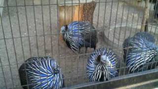 日本神奈川　夢見ヶ崎動物公園　YumemigasakiZoo KanagawaPref.,Japan