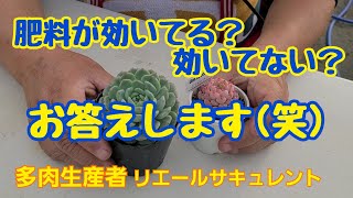 【多肉植物】【ガーデニング】肥料が効いてる？効いてない？お答えします～🎶(笑)2023年4月18日