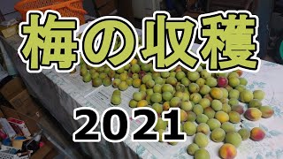 【今年は豊作】梅収穫2021【庭の梅】