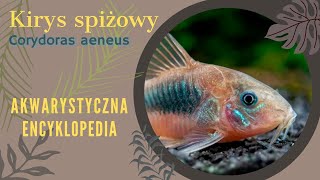 Akwarystyczna encyklopedia - kirysek spiżowy (Corydoras aeneus)