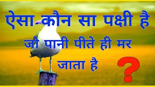 ऐसा कौन सा पक्षी है जो पानी पीते ही मर जाता है ? | kaun sa pakshi hai jo pani peete hi mar jata hai