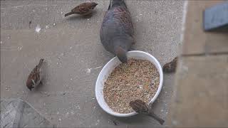 ハトさんスズメさんのご飯風景