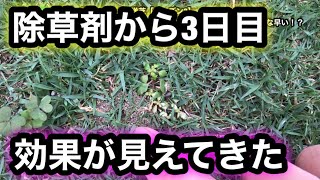 【芝生復活・TM9＋西洋芝】427日目　除草剤から３日目。もう効果が現れはじめました！こんな早い！？