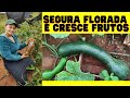 ADUBAÇÃO PRA SEGURA FLORADA E ENCHIMENTO DOS FRUTOS ABOBORA