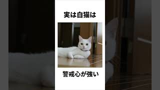 ＃白猫#ねこ＃猫部＃猫＃猫好きさんと繋がりたい＃猫好き＃保護猫＃保護猫活動＃猫部＃cat#ぬこ＃地域猫＃保護子猫＃子猫＃猫のいる生活＃猫写真＃黒猫＃猫がいる暮らし＃にゃんこ