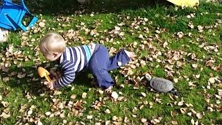 Turtle chases a baby across the yard