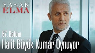 Halit her şeyini ortaya koyuyor - Yasak Elma 67. Bölüm