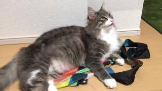 換毛期でブラッシングをされる猫 ノルウェージャンフォレストキャットBrushed in the hair change period.Norwegian Forest Cat.