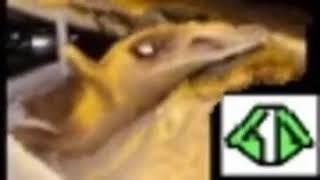 distortion mashallah camel
