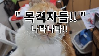 19. 길냥이 시절, 목격자들 나타나다! 심층 인터뷰!