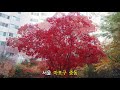 아름다운 가을 단풍 beautiful maple leaves in autumn