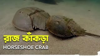 রাজ কাঁকড়া / Limulus Horseshoe crab 300 years old crab   @Fisheculture