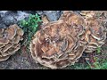 giant polypores on felled copper beech september 2019