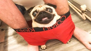 3 Hours of Insanely Funny Dogs & Cats🤣Hilarious Pets 2025