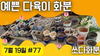 77차 화분판매   #쏘다화분🪴 7월 19일 | 수제분 예운 가성비 지담 예쁜 화분 | #다육이화분 #다육이 #화분 #가성비세일 할인