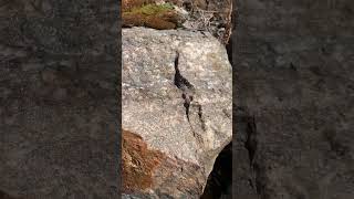 Rock of the week #84: Uranium Mineralization in Outcrop