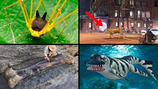 Strangest Animal Discoveries! | ORIGINS EXPLAINED COMPILATION 32