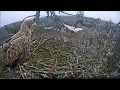 2017/02/02 11h48m struggle about the Deer leg Male took it and flew out