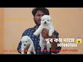 Best Quality German Spitz puppy।।Best Dog Kennal In Howrah।। Rozi Pet House।। 🤙9674407133🤙