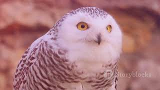 Snowy Owls: Majestic Arctic Hunters Revealed