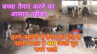 गाय की बछड़ी को ऐसे करे तैयार,, देगी दिन का 40 किलो दूध ,,Easy way to prepare cow's baby