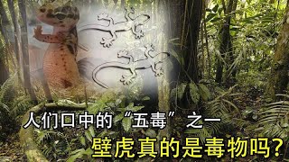 是有益无害，还是“五毒”之一，壁虎真的是毒物吗？