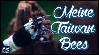 Meine neuen Taiwan Bee Garnelen | AquaOwner