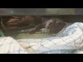 カワウソ コタロー　めちゃくちゃ散らかした部屋でめちゃくちゃ可愛く寝る　kotaro the otter falling asleep in his messy room