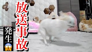 外からペットカメラで犬の様子を見た瞬間に衝撃が走りました！！！