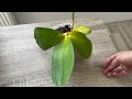 just put this in your orchid soil suddenly your orchid produces 600% more flower branches