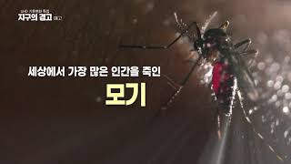 [UHD기후변화 특집: 지구의 경고] 모기의 역습(예고)